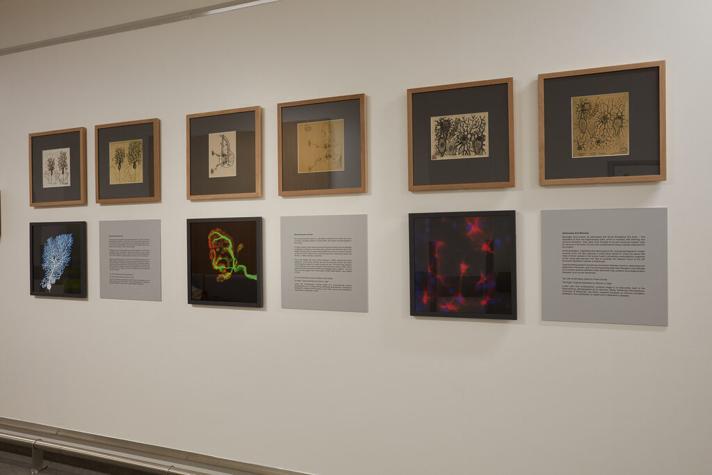 Exhibition view of Cajal Embroidery Project: In Celebration of Neuroscience