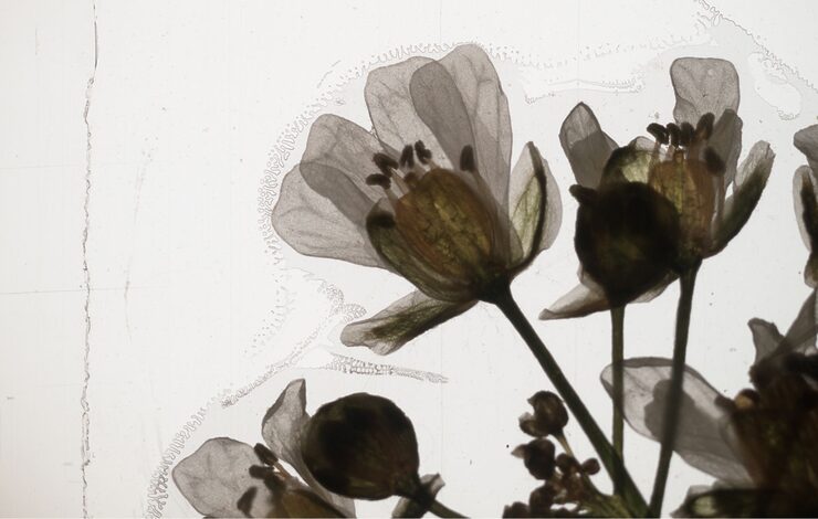 artwork from evergreen exhibition; grey scale flowers